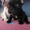 フレンチ2
FRENCH BULLDOG