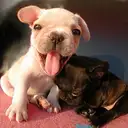 フレンチブルドッグ
「なかよし」