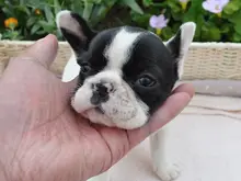 フレンチ・ブルドッグ