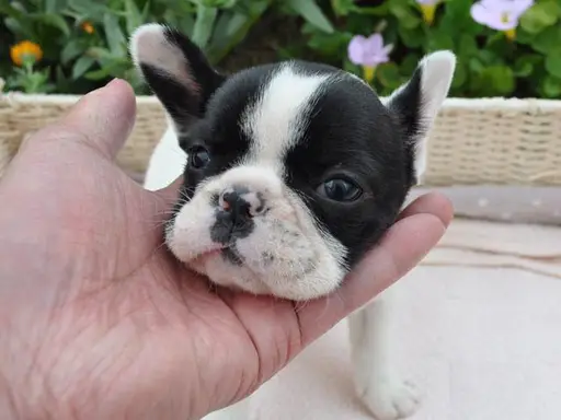 フレンチ・ブルドッグの子犬販売