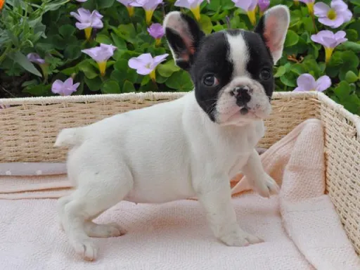 フレンチ・ブルドッグのサムネイル画像3