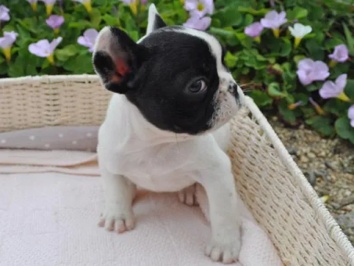 フレンチ・ブルドッグのサムネイル画像5