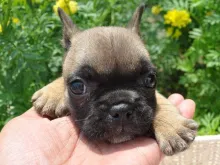 フレンチ・ブルドッグ