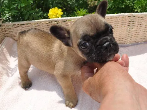 フレンチ・ブルドッグのサムネイル画像3