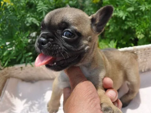 フレンチ・ブルドッグのサムネイル画像4