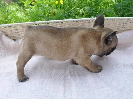 フレンチ・ブルドッグのサムネイル画像5