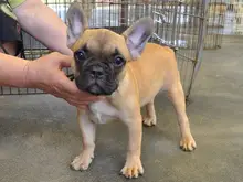 フレンチ・ブルドッグ