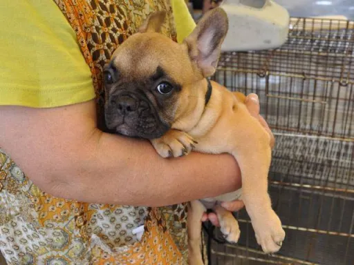 フレンチ・ブルドッグのサムネイル画像3