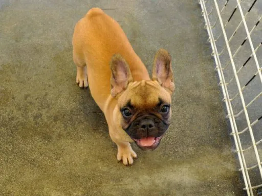 フレンチ・ブルドッグのサムネイル画像6