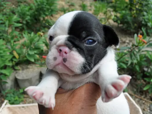 フレンチ・ブルドッグの子犬販売