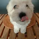 トイプードル
「ぺろり」