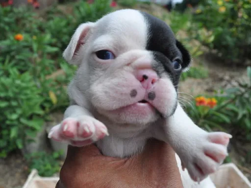 フレンチ・ブルドッグのサムネイル画像2