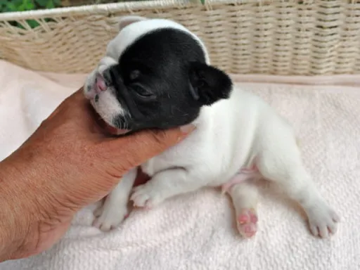 フレンチ・ブルドッグのサムネイル画像3