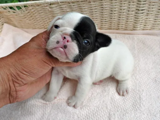 フレンチ・ブルドッグのサムネイル画像4