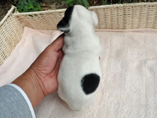 フレンチ・ブルドッグのサムネイル画像5