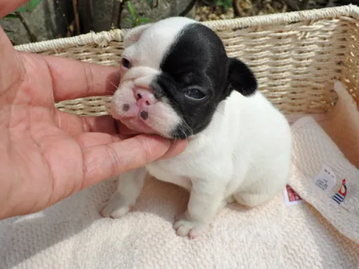 フレンチ・ブルドッグのサムネイル画像6