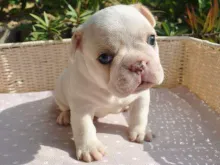 フレンチ・ブルドッグ