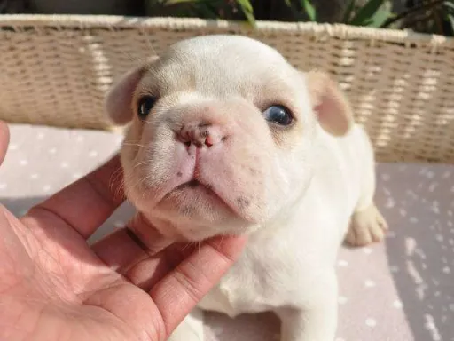 フレンチ・ブルドッグのサムネイル画像3