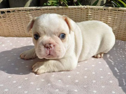 フレンチ・ブルドッグのサムネイル画像4