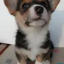 コーギー
WELSH CORGI