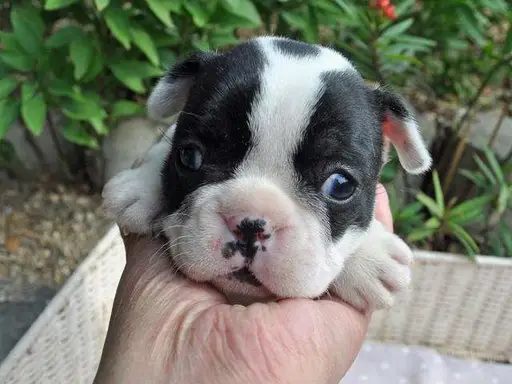 フレンチ・ブルドッグの子犬販売