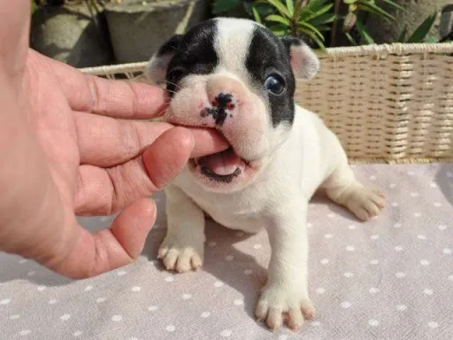 フレンチ・ブルドッグのサムネイル画像3