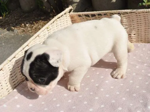 フレンチ・ブルドッグのサムネイル画像5