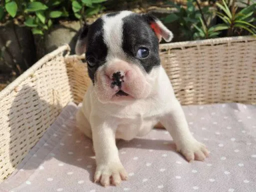 フレンチ・ブルドッグのサムネイル画像6