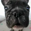 フレンチ3
FRENCH BULLDOG