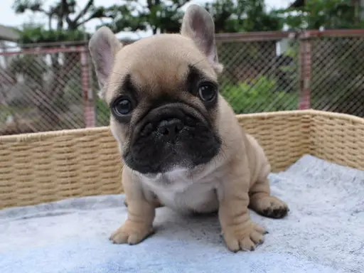 フレンチ・ブルドッグの子犬販売