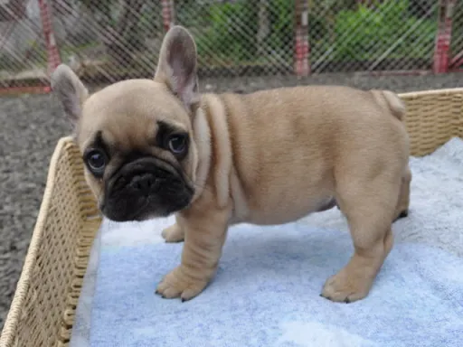 フレンチ・ブルドッグのサムネイル画像2
