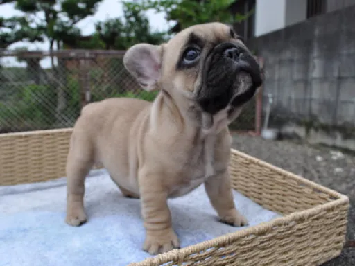 フレンチ・ブルドッグのサムネイル画像4