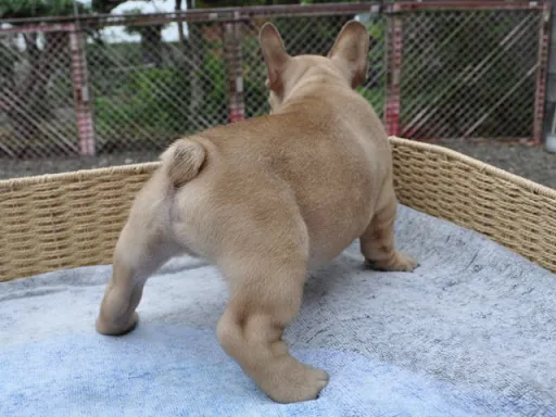 フレンチ・ブルドッグのサムネイル画像6