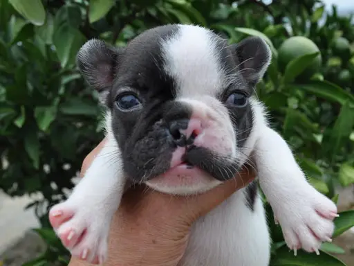 フレンチ・ブルドッグの子犬販売