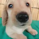 ダックスフンド
MINIATURE DACHSHUND