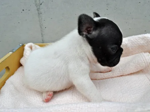 フレンチ・ブルドッグのサムネイル画像5