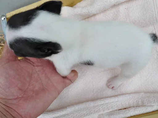 フレンチ・ブルドッグのサムネイル画像6