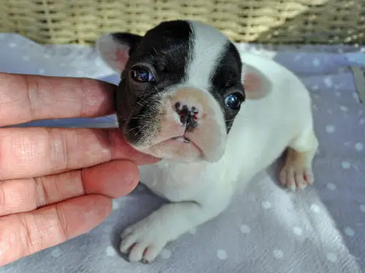 フレンチ・ブルドッグの子犬販売