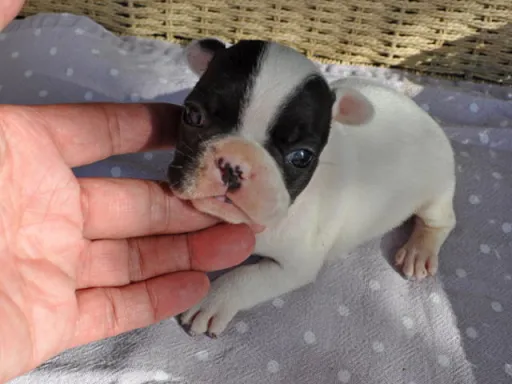 フレンチ・ブルドッグのサムネイル画像4