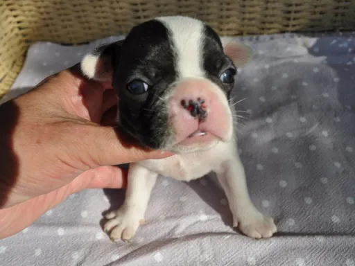 フレンチ・ブルドッグのサムネイル画像5