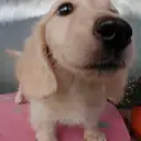 ダックスフンド
MINIATURE DACHSHUND