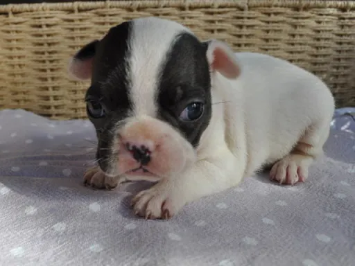 フレンチ・ブルドッグのサムネイル画像6