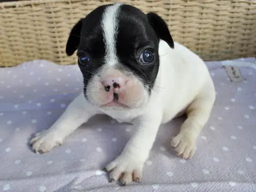 フレンチ・ブルドッグの子犬販売