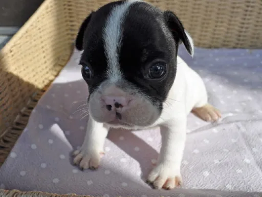 フレンチ・ブルドッグのサムネイル画像4