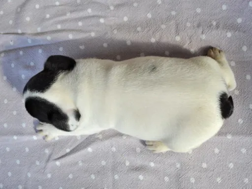 フレンチ・ブルドッグのサムネイル画像5