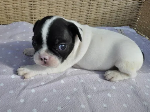 フレンチ・ブルドッグのサムネイル画像6