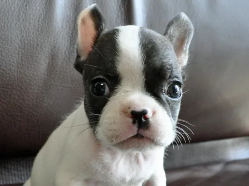 フレンチ・ブルドッグのサムネイル画像1