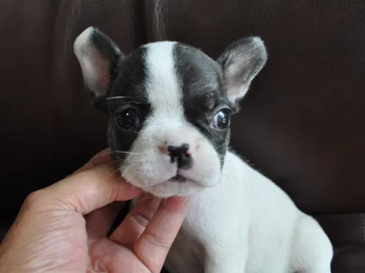 フレンチ・ブルドッグのサムネイル画像2