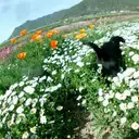 ラブラドールレトリバー
「河原にて」8