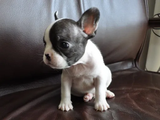 フレンチ・ブルドッグのサムネイル画像4